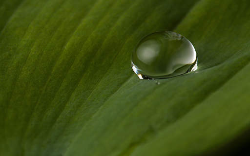 Water drops on leaf surface from Chrome web store to be run with OffiDocs Chromium online Water drops on leaf surface from Chrome web store to be run with OffiDocs Chromium online