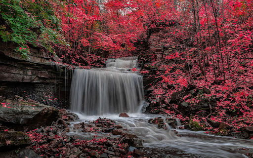 Waterfall and red tree forest from Chrome web store to be run with OffiDocs Chromium online Waterfall and red tree forest from Chrome web store to be run with OffiDocs Chromium online