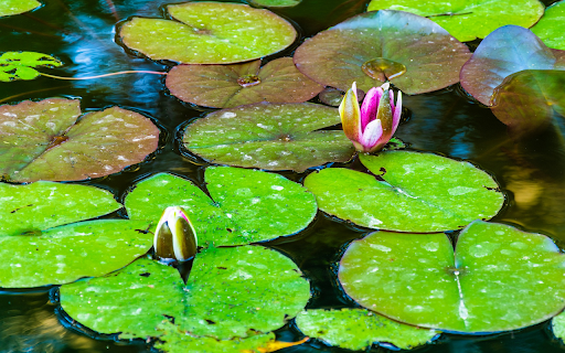 Water lilies blooming from Chrome web store to be run with OffiDocs Chromium online Water lilies blooming from Chrome web store to be run with OffiDocs Chromium online