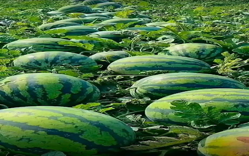 Watermelon garden wallpaper from Chrome web store to be run with OffiDocs Chromium online Watermelon garden wallpaper from Chrome web store to be run with OffiDocs Chromium online