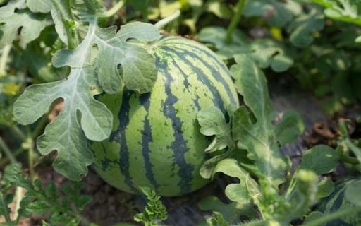 watermelon wallpaper from Chrome web store to be run with OffiDocs Chromium online watermelon wallpaper from Chrome web store to be run with OffiDocs Chromium online