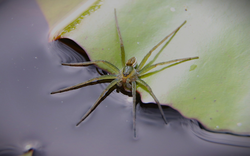 Water spider from Chrome web store to be run with OffiDocs Chromium online Water spider from Chrome web store to be run with OffiDocs Chromium online