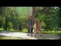 WewPet The world dedicated to PET from Chrome web store to be run with OffiDocs Chromium online WewPet The world dedicated to PET from Chrome web store to be run with OffiDocs Chromium online