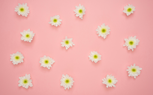 White and Yellow Flower on Pink Wall from Chrome web store to be run with OffiDocs Chromium online White and Yellow Flower on Pink Wall from Chrome web store to be run with OffiDocs Chromium online
