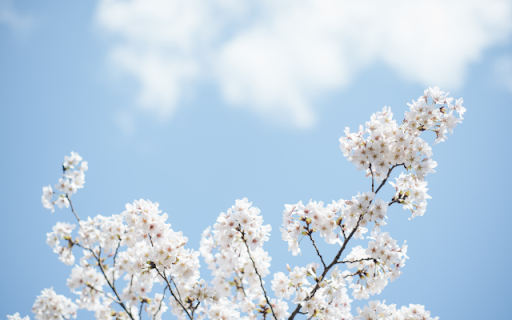White Blooms, Skys Gentle Hug from Chrome web store to be run with OffiDocs Chromium online White Blooms, Skys Gentle Hug from Chrome web store to be run with OffiDocs Chromium online