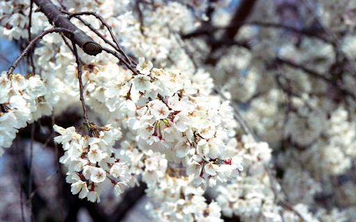 White Cherry Blossom Flowers in Close up Photography from Chrome web store to be run with OffiDocs Chromium online White Cherry Blossom Flowers in Close up Photography from Chrome web store to be run with OffiDocs Chromium online