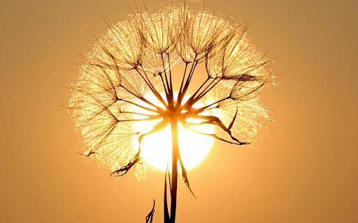 White Dandelion Flower from Chrome web store to be run with OffiDocs Chromium online White Dandelion Flower from Chrome web store to be run with OffiDocs Chromium online