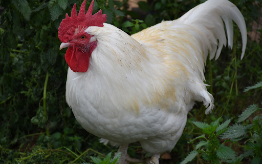 White feathered rooster from Chrome web store to be run with OffiDocs Chromium online White feathered rooster from Chrome web store to be run with OffiDocs Chromium online