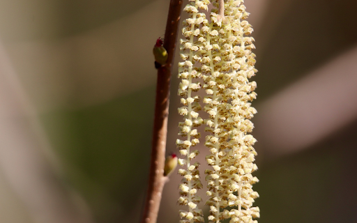 White Flower Chain from Chrome web store to be run with OffiDocs Chromium online White Flower Chain from Chrome web store to be run with OffiDocs Chromium online