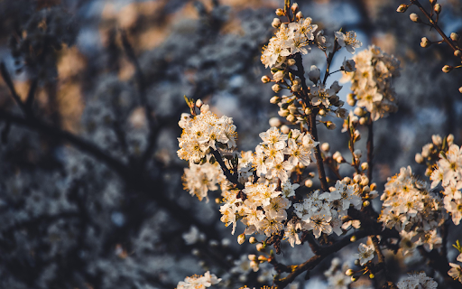 White Flower Forest from Chrome web store to be run with OffiDocs Chromium online White Flower Forest from Chrome web store to be run with OffiDocs Chromium online