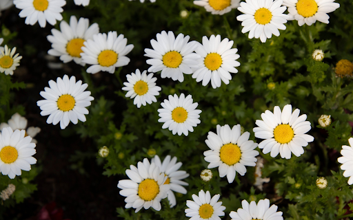 White Flowers with Yellow Stamens from Chrome web store to be run with OffiDocs Chromium online White Flowers with Yellow Stamens from Chrome web store to be run with OffiDocs Chromium online