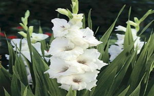 White gladiolus flowers exude a pure, elegant and graceful beauty. from Chrome web store to be run with OffiDocs Chromium online White gladiolus flowers exude a pure, elegant and graceful beauty. from Chrome web store to be run with OffiDocs Chromium online