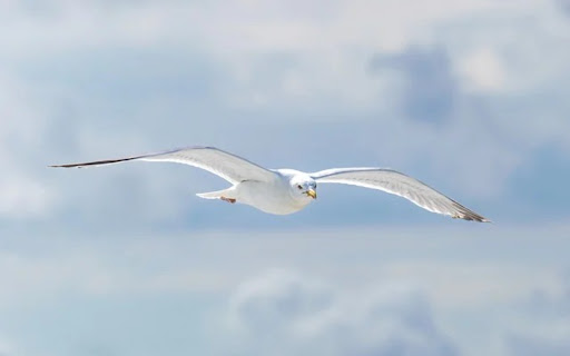 WHITE GULL THEME from Chrome web store to be run with OffiDocs Chromium online WHITE GULL THEME from Chrome web store to be run with OffiDocs Chromium online