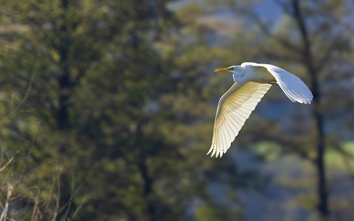 White heron flying over the field from Chrome web store to be run with OffiDocs Chromium online White heron flying over the field from Chrome web store to be run with OffiDocs Chromium online