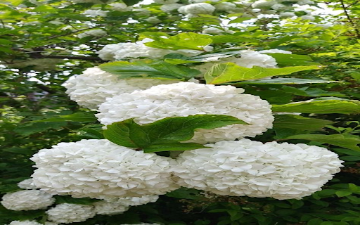 white hydrangea wallpape from Chrome web store to be run with OffiDocs Chromium online white hydrangea wallpape from Chrome web store to be run with OffiDocs Chromium online