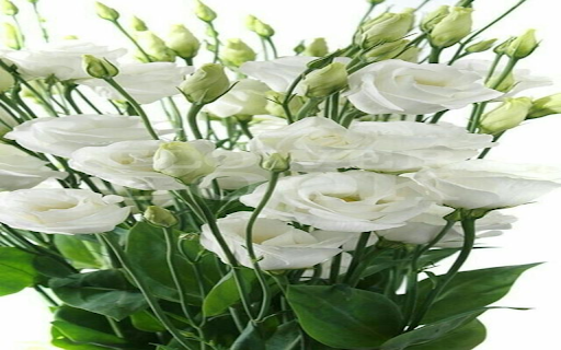 White Lisianthus wallpaper from Chrome web store to be run with OffiDocs Chromium online White Lisianthus wallpaper from Chrome web store to be run with OffiDocs Chromium online