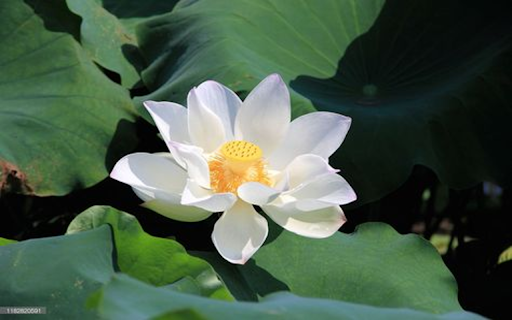 White lotus wallpaper from Chrome web store to be run with OffiDocs Chromium online White lotus wallpaper from Chrome web store to be run with OffiDocs Chromium online