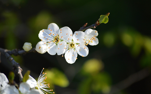 White plum blossoms from Chrome web store to be run with OffiDocs Chromium online White plum blossoms from Chrome web store to be run with OffiDocs Chromium online