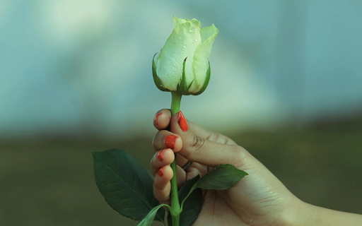 White Rose from Chrome web store to be run with OffiDocs Chromium online White Rose from Chrome web store to be run with OffiDocs Chromium online
