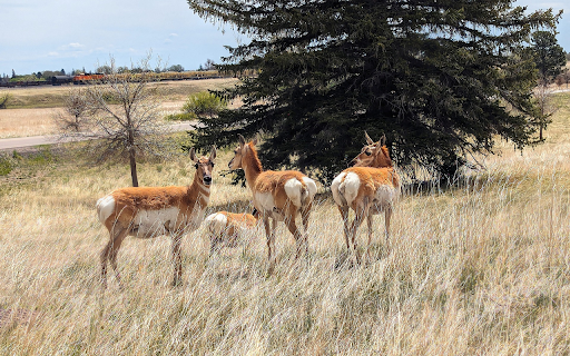 White rump antelope from Chrome web store to be run with OffiDocs Chromium online White rump antelope from Chrome web store to be run with OffiDocs Chromium online