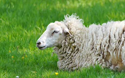 White Sheep on Green Grass from Chrome web store to be run with OffiDocs Chromium online White Sheep on Green Grass from Chrome web store to be run with OffiDocs Chromium online