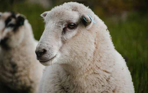 White sheep with small ears from Chrome web store to be run with OffiDocs Chromium online White sheep with small ears from Chrome web store to be run with OffiDocs Chromium online