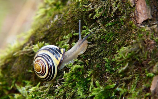 White snail from Chrome web store to be run with OffiDocs Chromium online White snail from Chrome web store to be run with OffiDocs Chromium online