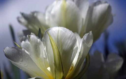 White Tulips from Chrome web store to be run with OffiDocs Chromium online White Tulips from Chrome web store to be run with OffiDocs Chromium online