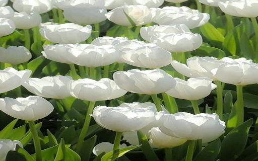 White Tulip Wallpaper from Chrome web store to be run with OffiDocs Chromium online White Tulip Wallpaper from Chrome web store to be run with OffiDocs Chromium online