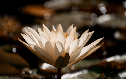 White Water Lily Bloom from Chrome web store to be run with OffiDocs Chromium online White Water Lily Bloom from Chrome web store to be run with OffiDocs Chromium online
