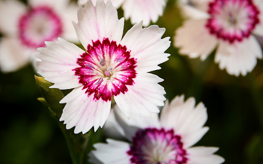 White wings with pink spots from Chrome web store to be run with OffiDocs Chromium online White wings with pink spots from Chrome web store to be run with OffiDocs Chromium online