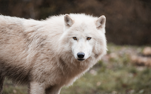 White wolf from Chrome web store to be run with OffiDocs Chromium online White wolf from Chrome web store to be run with OffiDocs Chromium online