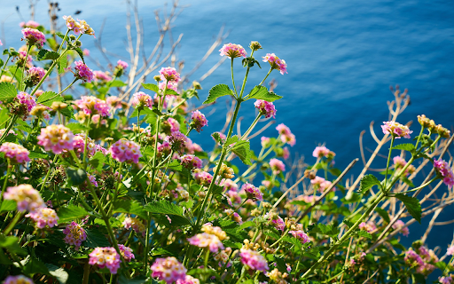 Wildflowers on the beach from Chrome web store to be run with OffiDocs Chromium online Wildflowers on the beach from Chrome web store to be run with OffiDocs Chromium online