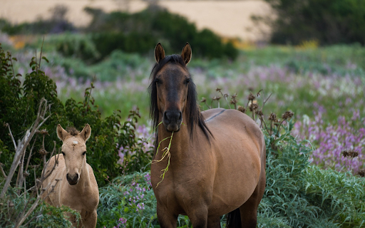 Wild Horses in Blooming Meadow from Chrome web store to be run with OffiDocs Chromium online Wild Horses in Blooming Meadow from Chrome web store to be run with OffiDocs Chromium online