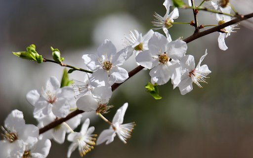 Wild white plum blossoms from Chrome web store to be run with OffiDocs Chromium online Wild white plum blossoms from Chrome web store to be run with OffiDocs Chromium online