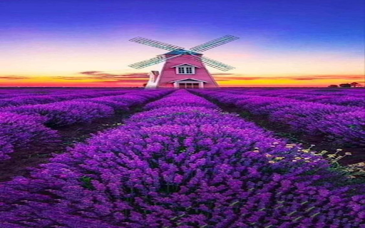 Windmill in the middle of a lavender field wallpaper from Chrome web store to be run with OffiDocs Chromium online Windmill in the middle of a lavender field wallpaper from Chrome web store to be run with OffiDocs Chromium online