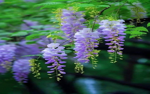 Wisteria wallpaper from Chrome web store to be run with OffiDocs Chromium online Wisteria wallpaper from Chrome web store to be run with OffiDocs Chromium online