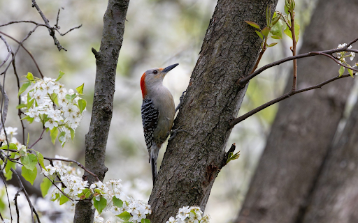 Woodpecker on a white flower tree from Chrome web store to be run with OffiDocs Chromium online Woodpecker on a white flower tree from Chrome web store to be run with OffiDocs Chromium online