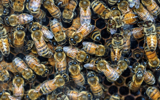 Worker bees from Chrome web store to be run with OffiDocs Chromium online Worker bees from Chrome web store to be run with OffiDocs Chromium online