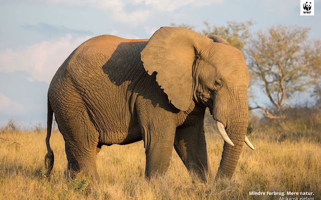 WWF Life Ad from Chrome web store to be run with OffiDocs Chromium online WWF Life Ad from Chrome web store to be run with OffiDocs Chromium online