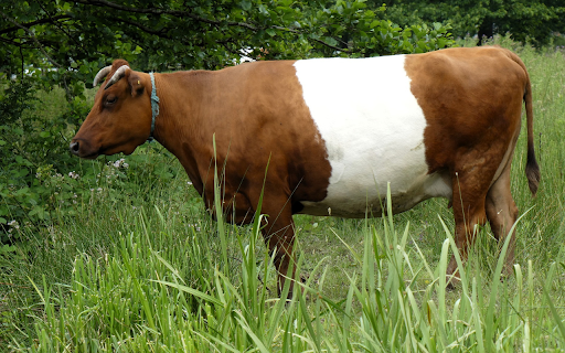 Yellow and white milk cow from Chrome web store to be run with OffiDocs Chromium online Yellow and white milk cow from Chrome web store to be run with OffiDocs Chromium online