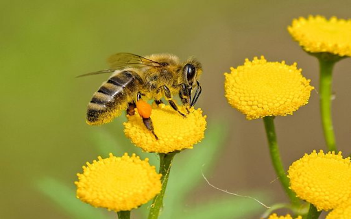 Yellow bee and flower wallpaper from Chrome web store to be run with OffiDocs Chromium online Yellow bee and flower wallpaper from Chrome web store to be run with OffiDocs Chromium online
