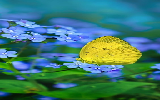 Yellow butterfly and blue flower wallpaper from Chrome web store to be run with OffiDocs Chromium online Yellow butterfly and blue flower wallpaper from Chrome web store to be run with OffiDocs Chromium online