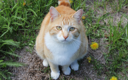 Yellow cat with white collar from Chrome web store to be run with OffiDocs Chromium online Yellow cat with white collar from Chrome web store to be run with OffiDocs Chromium online