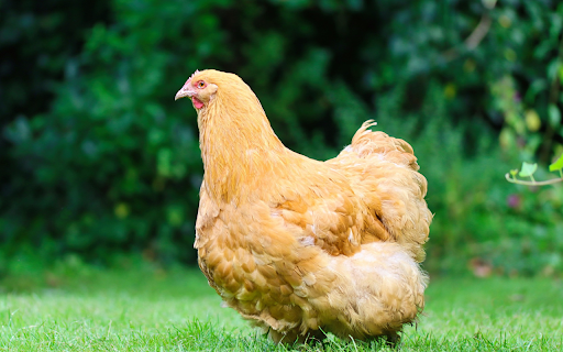 Yellow feathered hen from Chrome web store to be run with OffiDocs Chromium online Yellow feathered hen from Chrome web store to be run with OffiDocs Chromium online