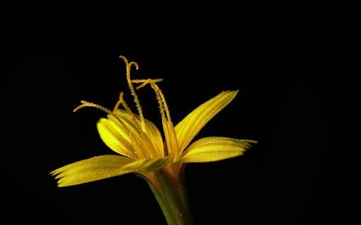 YellowFlower from Chrome web store to be run with OffiDocs Chromium online YellowFlower from Chrome web store to be run with OffiDocs Chromium online