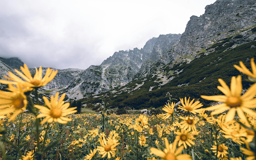 Yellow Flowers at the Foot of the Mountain from Chrome web store to be run with OffiDocs Chromium online Yellow Flowers at the Foot of the Mountain from Chrome web store to be run with OffiDocs Chromium online