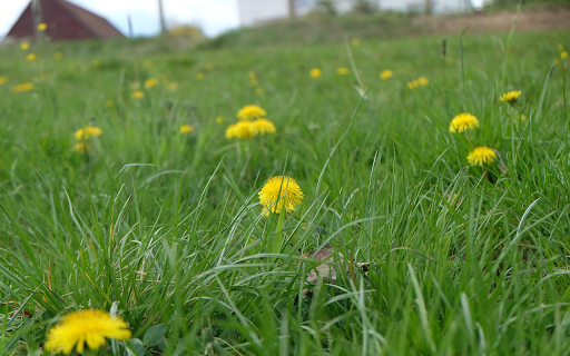 Yellow flowers under green grass from Chrome web store to be run with OffiDocs Chromium online Yellow flowers under green grass from Chrome web store to be run with OffiDocs Chromium online