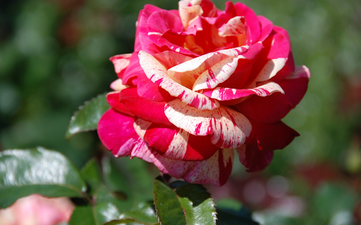 Yellowish Red Rose from Chrome web store to be run with OffiDocs Chromium online Yellowish Red Rose from Chrome web store to be run with OffiDocs Chromium online