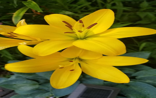 Yellow Lily wallpaper from Chrome web store to be run with OffiDocs Chromium online Yellow Lily wallpaper from Chrome web store to be run with OffiDocs Chromium online